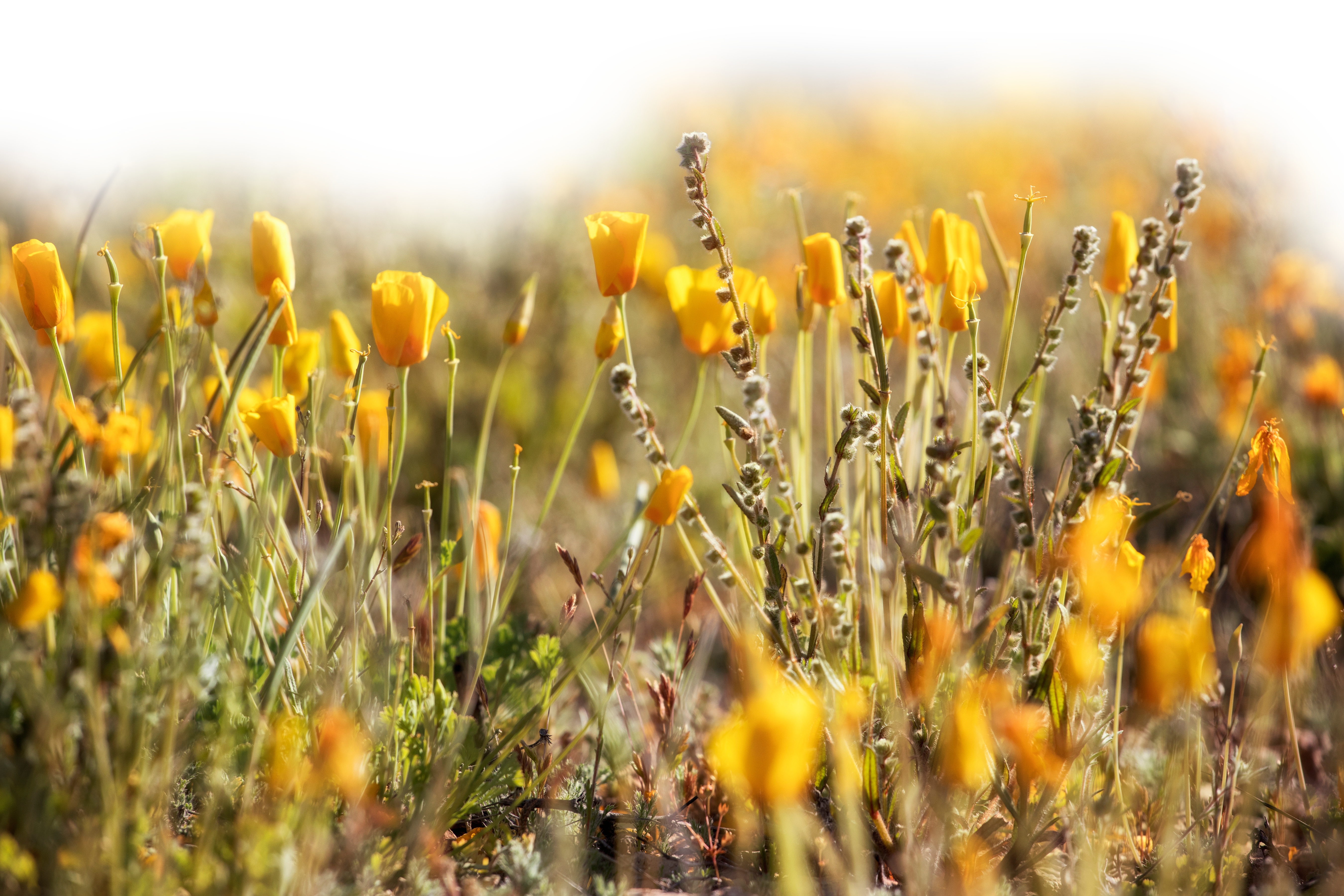Close-up of yellow poppies